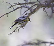 Audobons Yellow rumped Warbler 2054